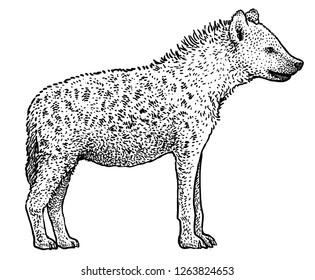 Spotted hyena (Crocuta crocuta) illustration, drawing, engraving, ink, line art, vector