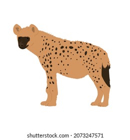 Spotted hyena, Crocuta crocuta is the most popular and the largest species of hyena. It is also known as laughing hyena