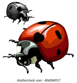 Spotted ladybug (Adalia bipunctata) isolated on white background. Vector illustration.