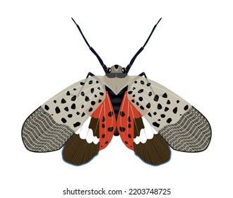 Spotted Lanternfly - Lycorma delicatula fruit fly with open wings