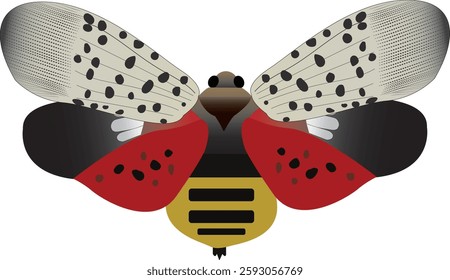 The spotted lanternfly is a planthopper native to parts of China and Vietnam. It has spread invasively to Japan, South Korea, and the United States.