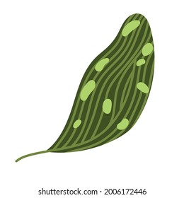 spotted leaf plant isolated icon