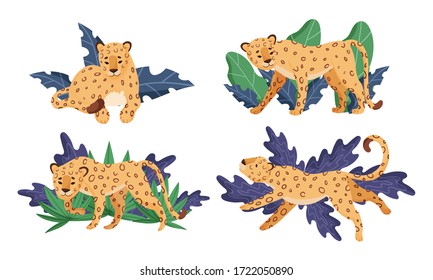 Spotted Leopard Having Rest Near Tropical Foliage Vector Illustrations Set