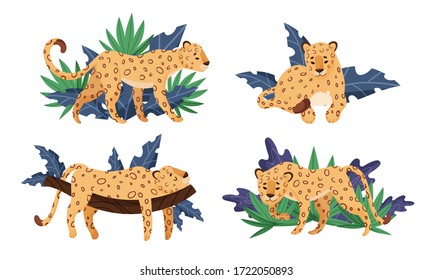 Spotted Leopard Having Rest Near Tropical Foliage and Lying on Tree Branch Vector Set