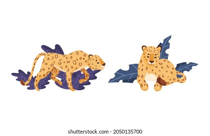 Spotted Leopard or Jaguar with Yellow Skin Standing and Sitting in Tropical Leaves Vector Set