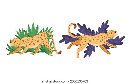 Spotted Leopard or Jaguar with Yellow Skin Lying and Stretching in Tropical Leaves Vector Set