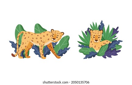 Spotted Leopard or Jaguar with Yellow Skin Standing and Sitting in Tropical Leaves Vector Set