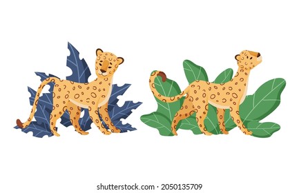 Spotted Leopard or Jaguar with Yellow Skin Standing in Tropical Leaves Vector Set