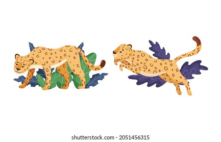 Spotted Leopard or Jaguar with Yellow Skin Standing and Jumping in Tropical Leaves Vector Set