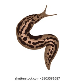 Spotted leopard slug vector illustration isolated on white
