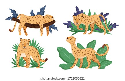 Spotted Leopard in Standing Pose and Lying on Tree Branch Vector Set