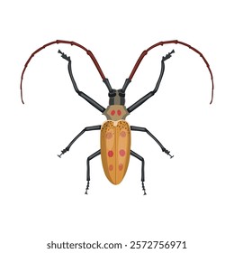 Spotted mango borer (batocera numitor). Realistic beetle with long antennae. Vector