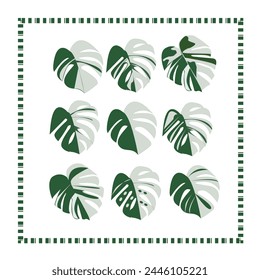 spotted monstera leaves Green and white, easy on the eyes, suitable for every event.