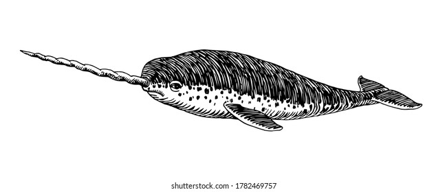 spotted narwhal with a long horn, sea unicorn, for logo or emblem, vector illustration with black ink lines isolated on a white background in a hand drawn style