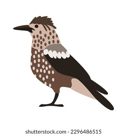 Rastreador de nueces visto - retrato de pájaro caricaturista. Ilustración vectorial dibujada a mano aislada en blanco. Diseño de color plano.