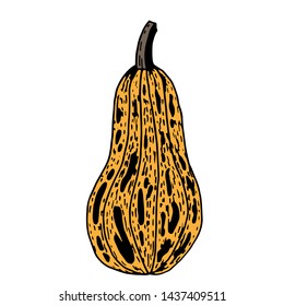Spotted orange butternut pumpkin with black outline on white background, hand drawn vector illustration.