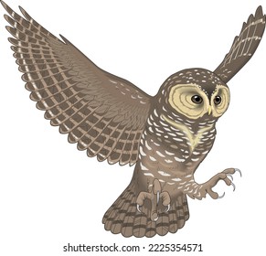 Spotted Owl in Flight Vector Illustration