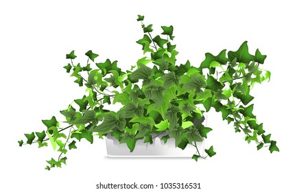 Spotted plant (hedera, ivy) in a white pot. Element of home decor. The symbol of growth and ecology. Vector illustration. Eps 10