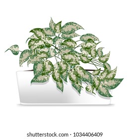 Spotted plant in the white pot. Element of home decor. The symbol of growth and ecology. Vector illustration. Eps 10