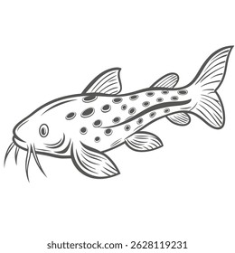 Spotted Raphael Catfish Vector Illustration, Agamyxis
