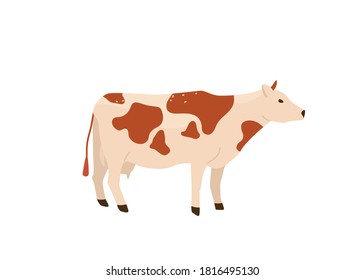 Spotted red and white cow stand vector illustration. Isolated on white background. Dairy industry in simple cartoon flat style.