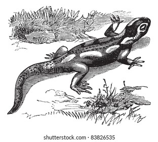 Spotted Salamander or Ambystoma maculatum or Yellow-spotted Salamander, vintage engraving. Old engraved illustration of Spotted Salamander in the meadow. Trousset encyclopedia (1886 - 1891).