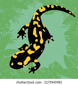 spotted salamander drawing vector design
