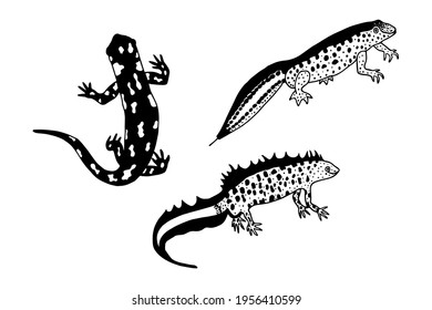 Spotted Salamander, Filamentous Newt, Crested Newt. Vektorgrafik eps10. Handzeichnung, Umriss. Einzeln auf weißem Hintergrund. 