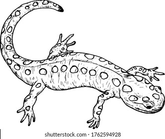 A spotted salamander. Hand drawn vector illustration.