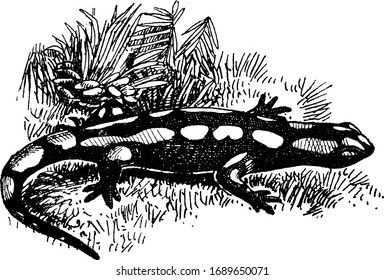 Spotted Salamander ist ein Maulsalamander, der im Osten der Vereinigten Staaten und Kanadas verbreitet ist. Er zeichnet sich durch eine Vintage-Linie oder Gravur aus.