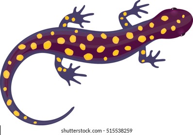 Spotted Salamander Vector Illustration Stock Vector Royalty Free