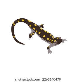 The spotted salamander, yellow spotted salamander, Ambystoma maculatum, mole salamander vector design, png image with transparent background