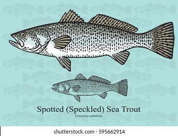 Spotted Sea Trout, Speckled Sea Trout, Weakfish. Vector Illustration With Refined Details And Optimized Stroke That Allows The Image To Be Used In Small Sizes.