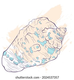 Muschel im Art-Style auf grauem Hintergrund. Vektorfarbige, handgezeichnete Illustration. Elemente für die Gestaltung von Fischläden oder -menüs, Dekoration, Etikett, Druck, Plakat, T-Shirt.