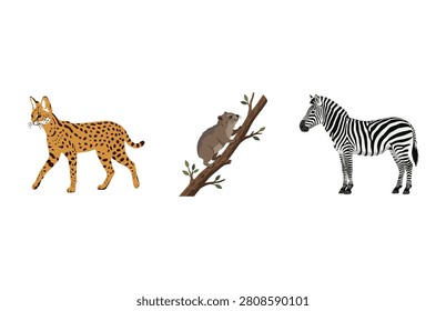 Spotted serval wild cat, climbing koala, and standing zebra animals vector set illustration.