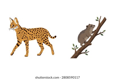 Spotted serval wild cat and climbing koala on tree branch vector set isolated illustration.