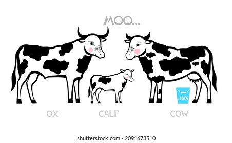 A Spotted White And Black Cows Family. Cute Cow, Bull And Calf Isolated On White Background. Icon For Web. Lettering Moo Text.  Dairy Cow. Farm Animals. Agriculture, Farming, Village Life. Vector