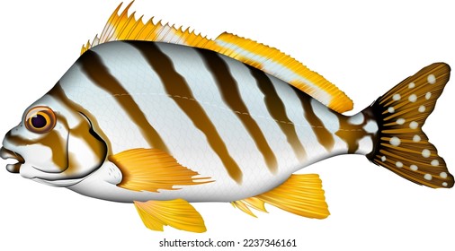Ilustración de peces "Spottedtail morwong". Formato EPS vectorial.