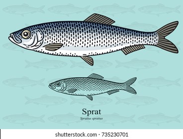 Sprat, Brisling. Ilustración vectorial con detalles refinados y trazo optimizado que permite utilizar la imagen en tamaños pequeños (en diseño de envases, decoración, gráficos educativos, etc.)
