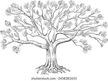 Sprawling family tree. Silhouette of an oak tree drawn in black and white graphics. Vector illustration.