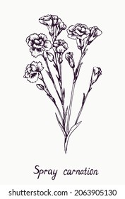 Carnación de pulverización, tallo con brotes y hojas, dibujo de doodle con inscripción, estilo vintage