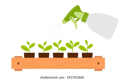 Spraying seedling cups from a spray bottle. Moistening of foliage. Plant care. Botanical vector illustration in cartoon flat style, isolated on white background