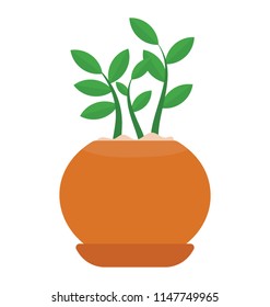
Spreaded leafy plant depicting schefflera arboricola 
