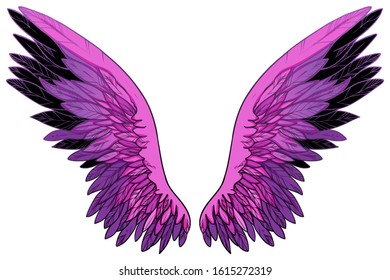 Spreaded pink magenta fuchsia wings with black feathers, vector