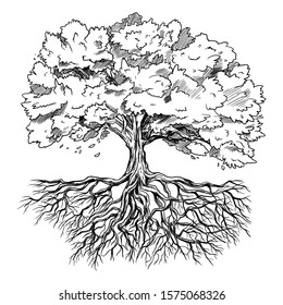 Spreading tree with leaves and rootage, hand drawn sketch