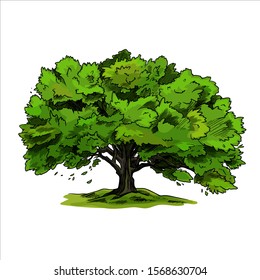 Spreading tree, oak, with green leaves, hand drawn sketch  vector ilustration