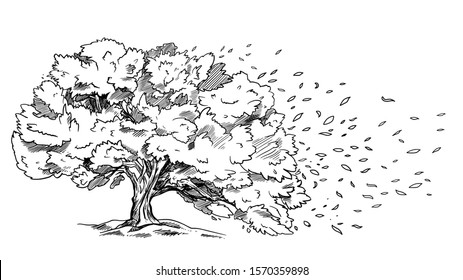 Spreading tree on the wind, leaves are flowing on the air, hand drawv sketch vector illustration