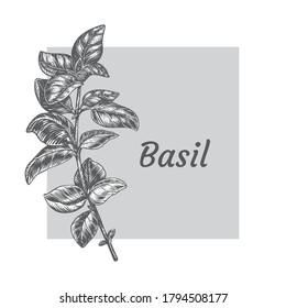 Sprig of basil. Design template. Vector illustration. Retro style.