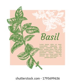 Sprig of basil. Design template. Vector illustration. Retro style.