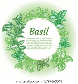Sprig of basil. Design template. Vector illustration. Retro style.